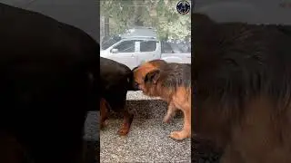 German Shepherd Zoey Was Unwell #shorts #rottweiler #namitaology