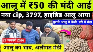 29 January 2026 💥 आलू के भाव में फिर बदलाव हुआ / अलीगढ़ मंडी आज का भाव / potato bhav today 
