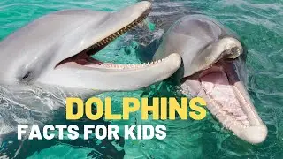 Dolphin Facts For Kids | Dolphin videos for kids | Did You Know that Dolphins Are a Type of Mammal?
