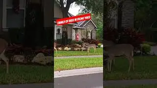 Family of deer in front yard! #short #deer