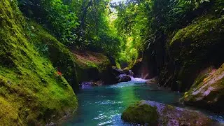 This Forest River & Birdsong Is Like Meditation Without Trying &ndash; Calming Sleep Ambience