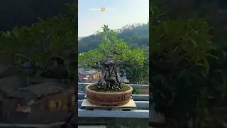 Banyan bonsai old formal style #bonsai #bonsaitree #bonsaiart