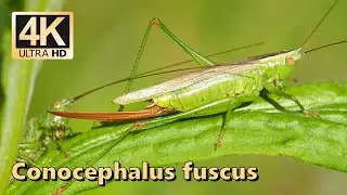 Long-winged conehead (Conocephalus fuscus)