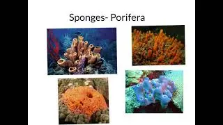 PORIFERA REVIEW