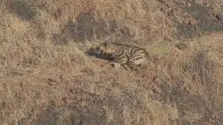 The lazy Striped hyena looking for shade to sleep again!
