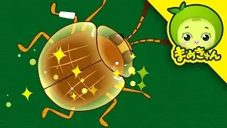 クマダラカメノコハムシを助けろ | 昆虫レスキュー物 | まめきゅん MAMEKYUNN 4K
