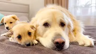 Puppies show their love for the golden retriever