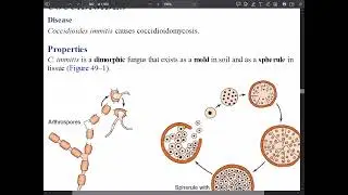 CH49# Systemic Mycoses /جزء اول
