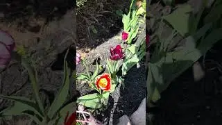 It&rsquo;s Tulip season!!🌷