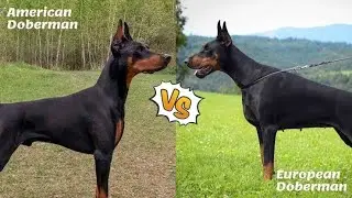 European Doberman Vs American Doberman - aggressive Barking 😱 bholashola. Who is best 😨 ?