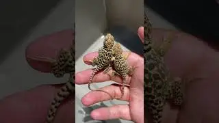 BABY COLLARED LIZARDS