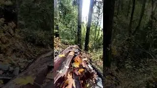 Canadian Jungle surfer