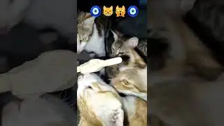aaye ya nhi btao #new cat videos🧿😸🧿#mostfunnycat 😺#treandingshort 🤣