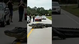 Huge Alligator Crossing Florida Highway Caught on Camera #shorts #usa #america