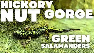 FILMING ONE OF THE RAREST ANIMALS ON EARTH! | Exploring North Carolina's Hickory Nut Gorge