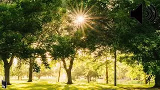 Park ambience sound  (Royalty Free)