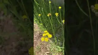 My Hawkweed Patch