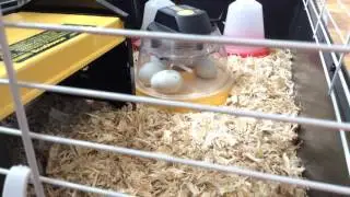Duckling video livestream