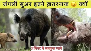 Interesting facts about wild pig in Hindi