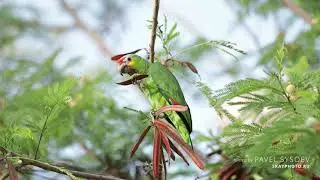 Red-lored amazon, Краснолобый амазон (Мексика 2021)