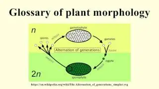 Glossary of plant morphology