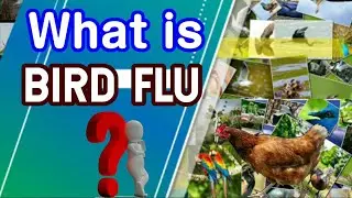 What is BIRD FLU |  Bird Flu Facts | World's Knowledge Book