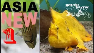 Новые рыбы из Азии - Часть 1: Глоссамия, петушки, рыбы-лягушки и другие!
