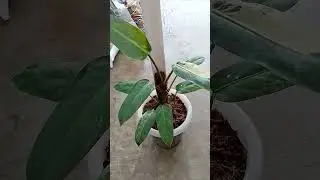 Philodendron Whipple Way .