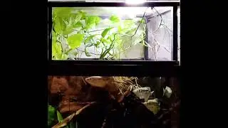 Slow motion clouded archerfish shooting for food