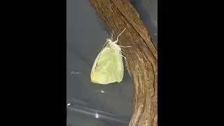 rups naar pop naar vlinder