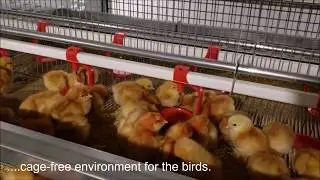 SALMET Pedigrow aviary rearing system