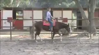 Pary Sensation APHA mare by Zippos Sensation