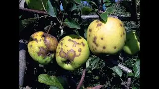 Identifying and Treating Apple Tree Diseases | apple tree leaf curl
