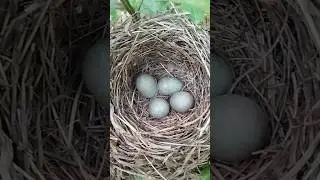 لانه توکای سیاه  Common Blackbird. #سهره