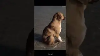 Sad dog🥺😭💔#dog #doglover #sad #saddogs #poordog #shorts #viral #fyp