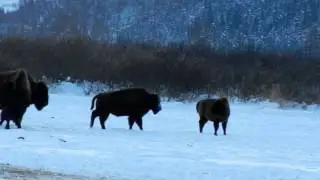 Alaska Buffalo