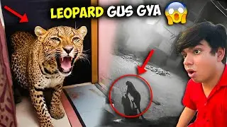 Leopard 😱 Ghar Me Gus Gya 🚨 Please Help 🙏