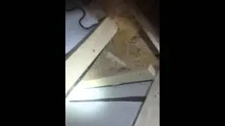 Bed bugs in couch Discreet Heat Remediation Plus