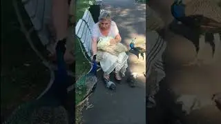 Hand feeding the magneficient peacock in the park | #shorts