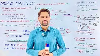 Nerve impulses in detail | Polarization Depolarization | MDCAT | Hindi Urdu | Pro.Suresh kumar