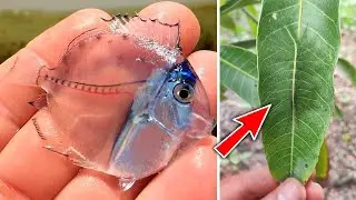 Top 10 Invisible Animals In The World
