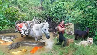 Go Catching A Lot of Catfish in the Ditch, Catfish Farming in Ponds | Ly Hieu Hieu