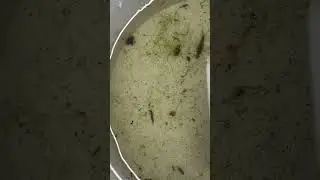 A bucket of pond water #insects #beetles #chironomids #daphnia #copepods