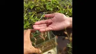Betta Fishes Catching  #aquariumfish#shorts  #betta