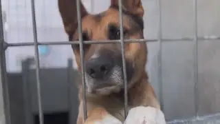 Los Angeles animal shelters in crisis