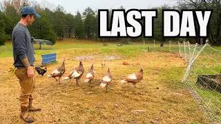 Saying Goodbye to The Young Turkeys (Getting Ready For Thanksgiving)