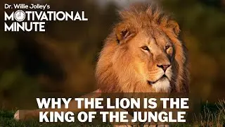 Dr. Willie Jolley's Motivational Minute - Why The Lion Is the King Of The Jungle