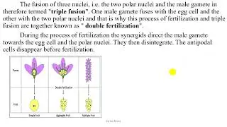 Grade 10 Chapter 5 Fertilization