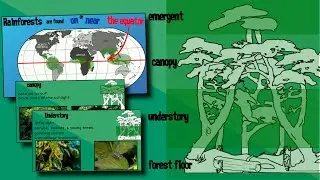 Layers of a Rainforest | EasyTeaching