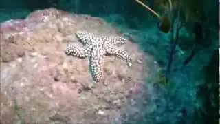 Giant Spined Star - Reef Check California Indicator Organism